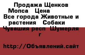 Продажа Щенков Мопса › Цена ­ 18 000 - Все города Животные и растения » Собаки   . Чувашия респ.,Шумерля г.